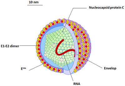 Recent Advances on the Bovine Viral Diarrhea Virus Molecular Pathogenesis, Immune Response, and Vaccines Development